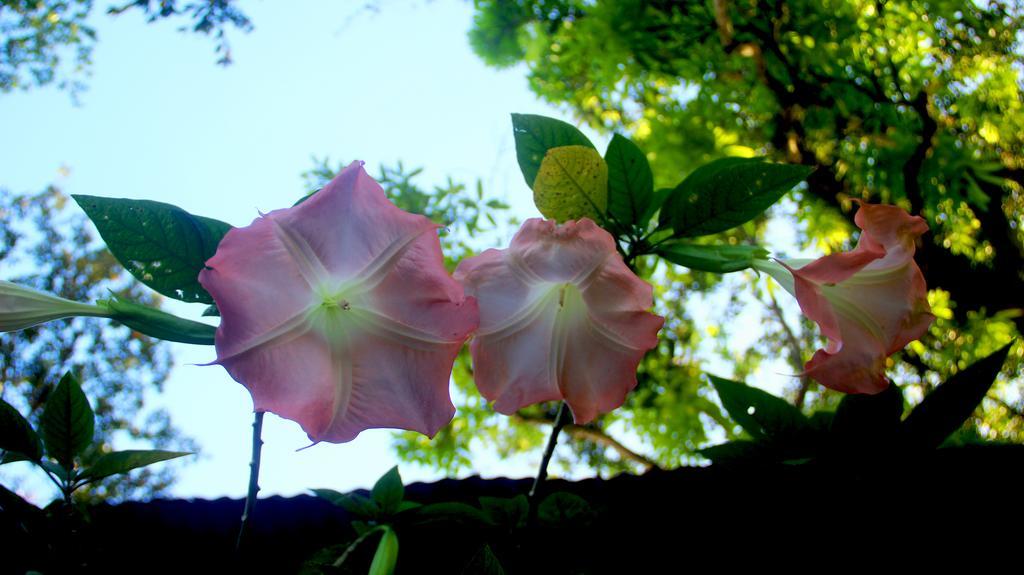 Hakuna Matata Hostel Cahuita Dış mekan fotoğraf