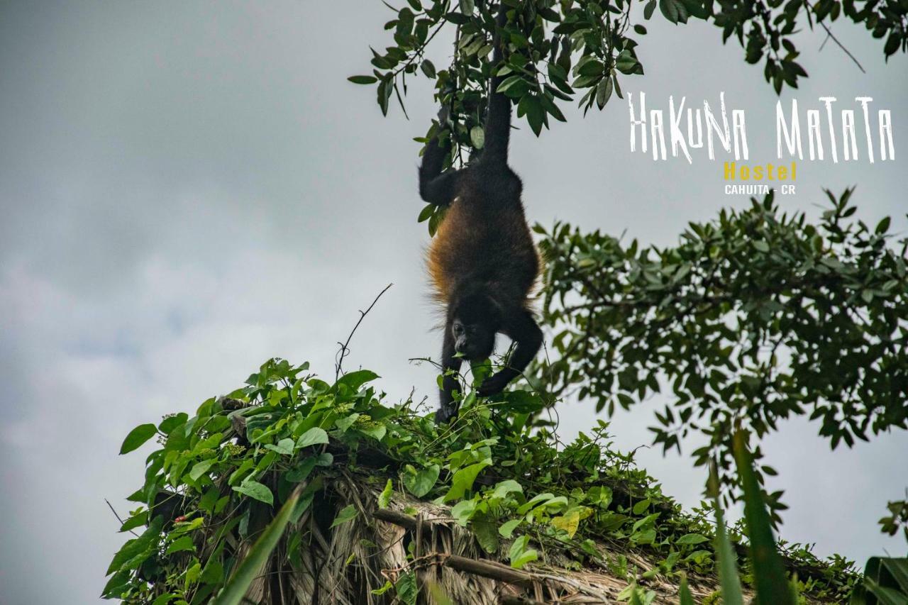 Hakuna Matata Hostel Cahuita Dış mekan fotoğraf